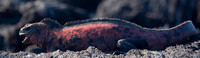 A Marine Iguana's Life