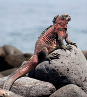 A Marine Iguana's Life