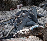 A Marine Iguana's Life