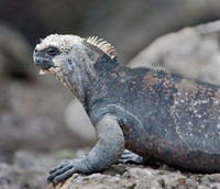 A Marine Iguana's Life