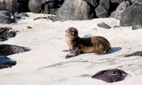 Galapagos 2010