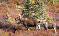 Mammals