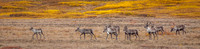 Mammals