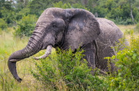 Mammals