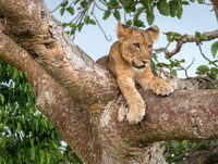 Mammals