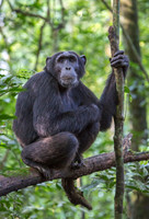 Mammals