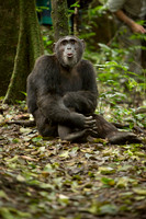 Mammals