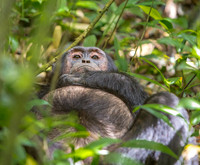 Mammals