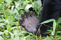 Mammals