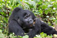 Mammals