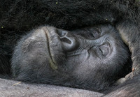 Mammals