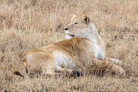 Mammals