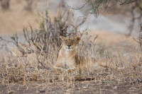 Mammals