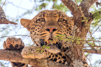 Mammals