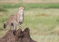 Mammals