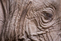 Mammals