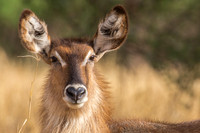 Mammals