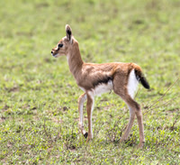 Mammals
