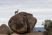 Mammals