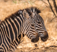 Mammals