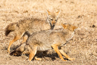 Mammals