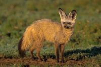 Mammals