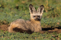 Mammals