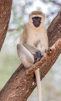 Mammals