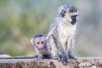 Mammals