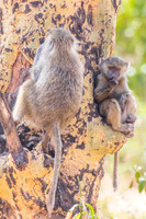 Mammals