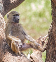 Mammals