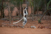 Mammals