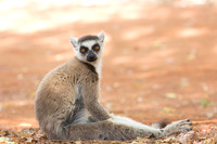 Mammals