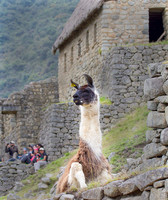 Mammals