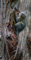 Mammals