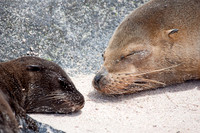 Mammals