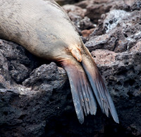 Mammals