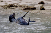 Mammals