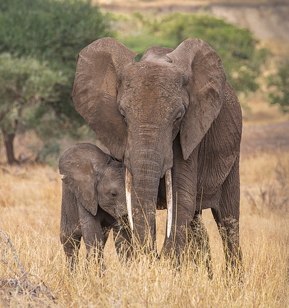 2018 SOLD! "Motherly Love"