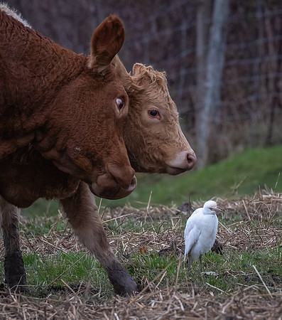 Cattle Egret