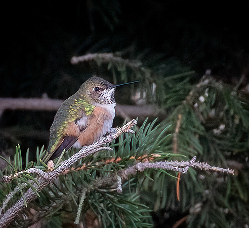 Rufus Humminbird Lambton County Ont. Nov. 2021