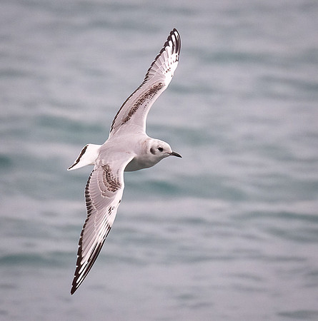 Bonapart Gull