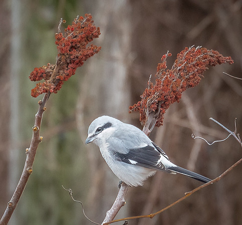 Northern Shrike