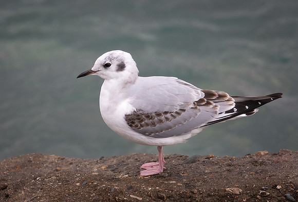 Bonapart Gull
