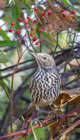 Sage Thrasher Mitchell's Bay Ont. Nov. 2021