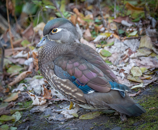 Female Wood Duck