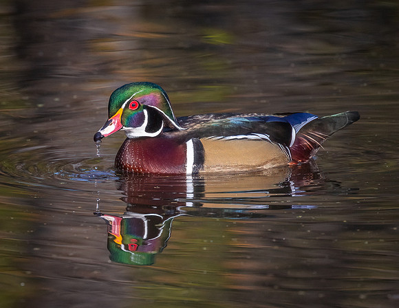 Male Wood Duck