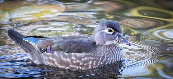 Female Wood Duck