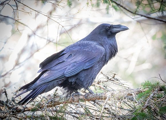 Raven