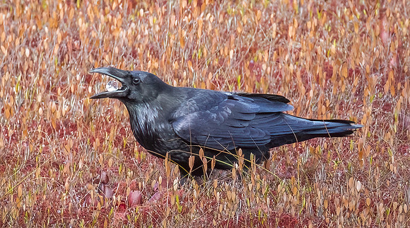 Raven drinking water